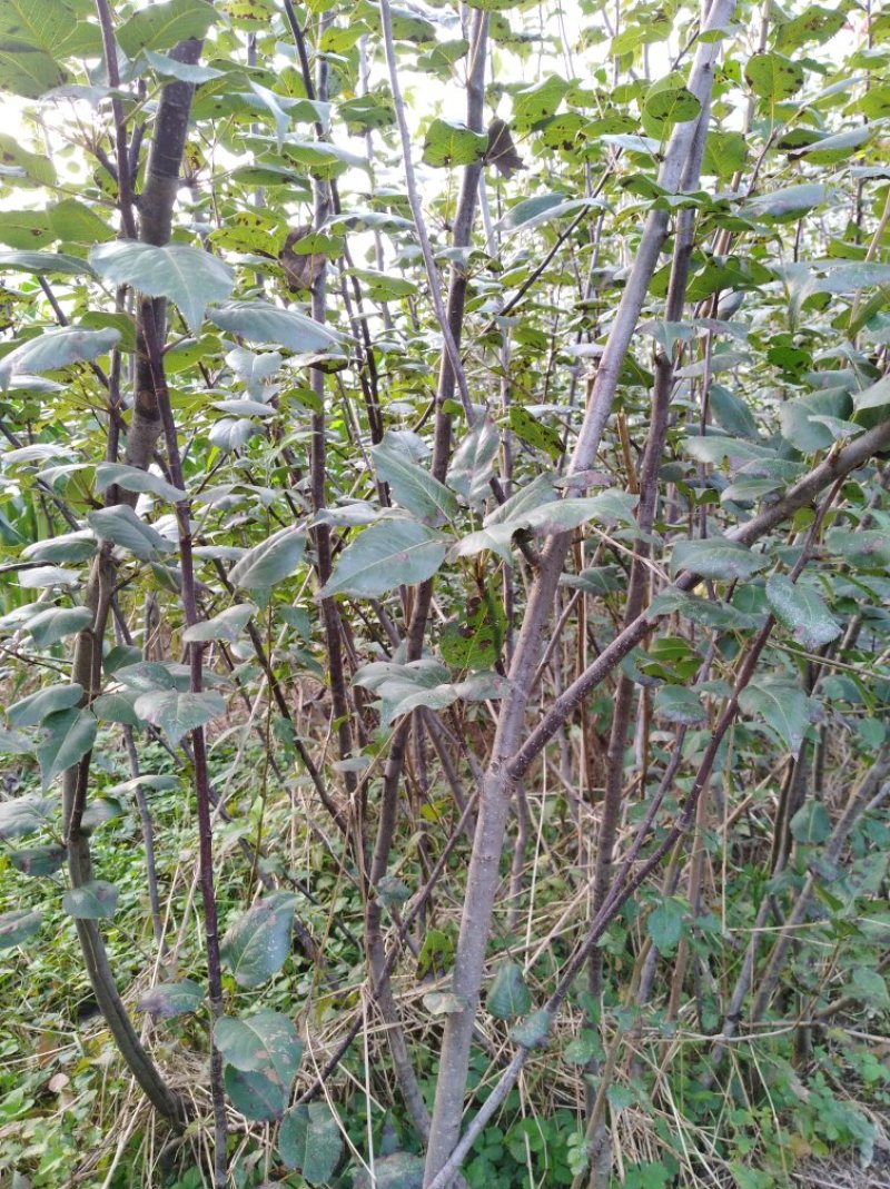 梨树苗3年生早酥红梨苗价格山东早酥红梨种苗基地