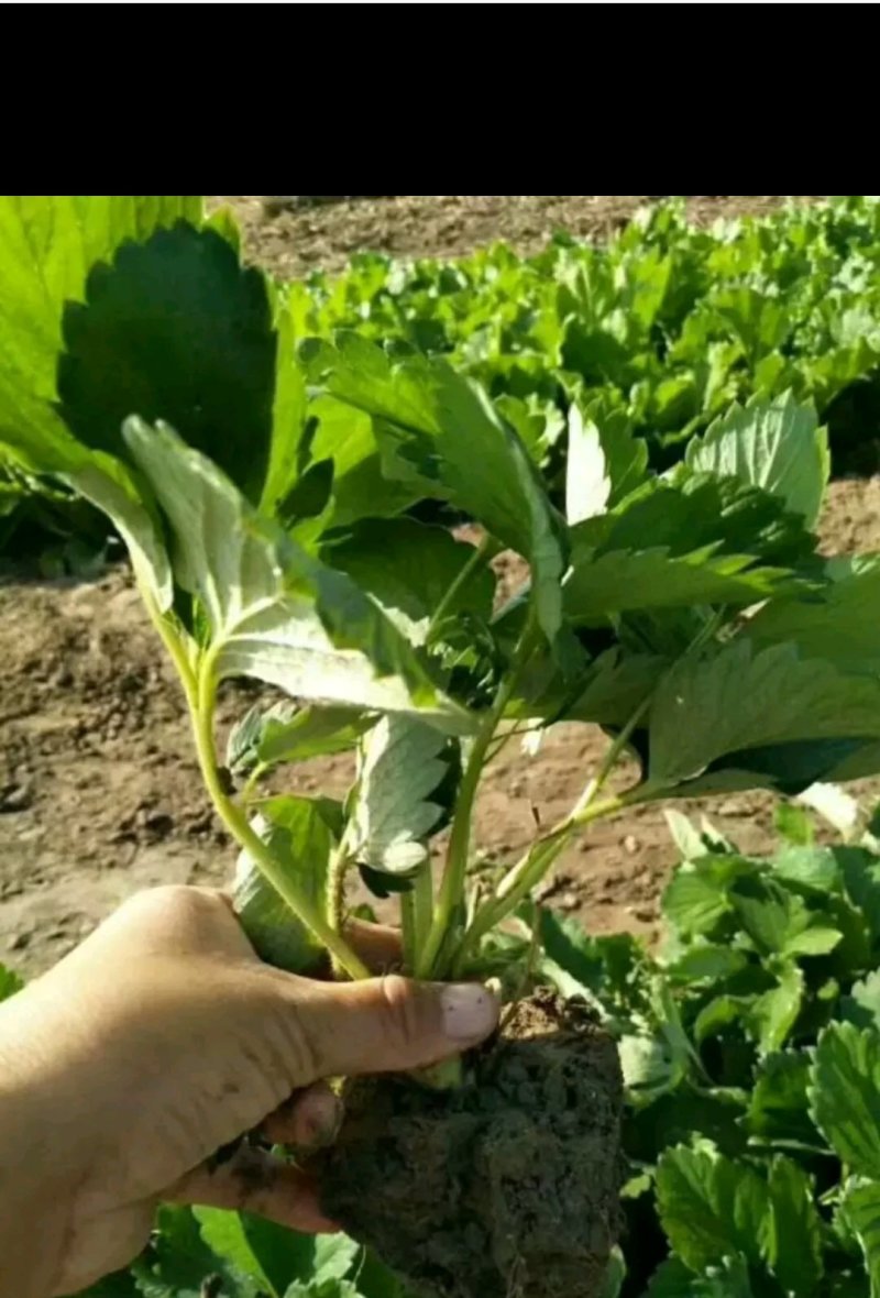 草莓苗山东10-20公分甜宝草莓苗价格