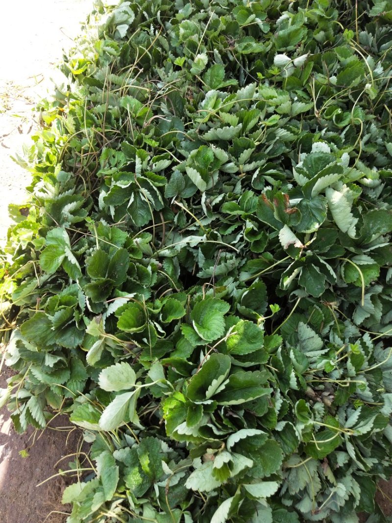 草莓苗山东10-20公分甜宝草莓苗价格