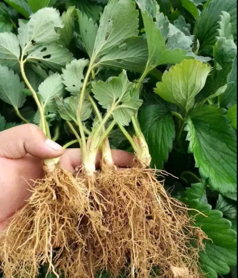草莓苗山东10-20公分甜宝草莓苗价格