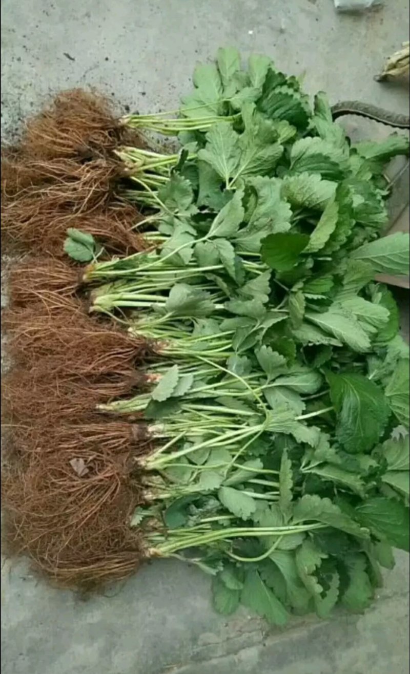 草莓苗山东10-20公分甜宝草莓苗价格