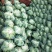莲花白