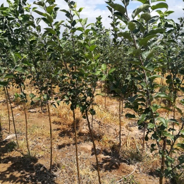 苹果苗山西红富士苹果苗嘎啦苹果苗品种齐全货量充足