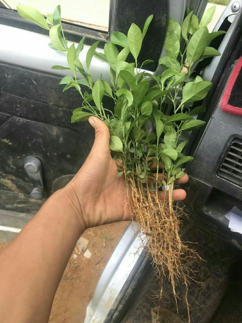 柠檬苗