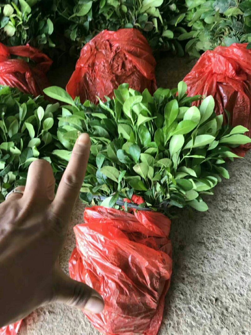 柠檬苗