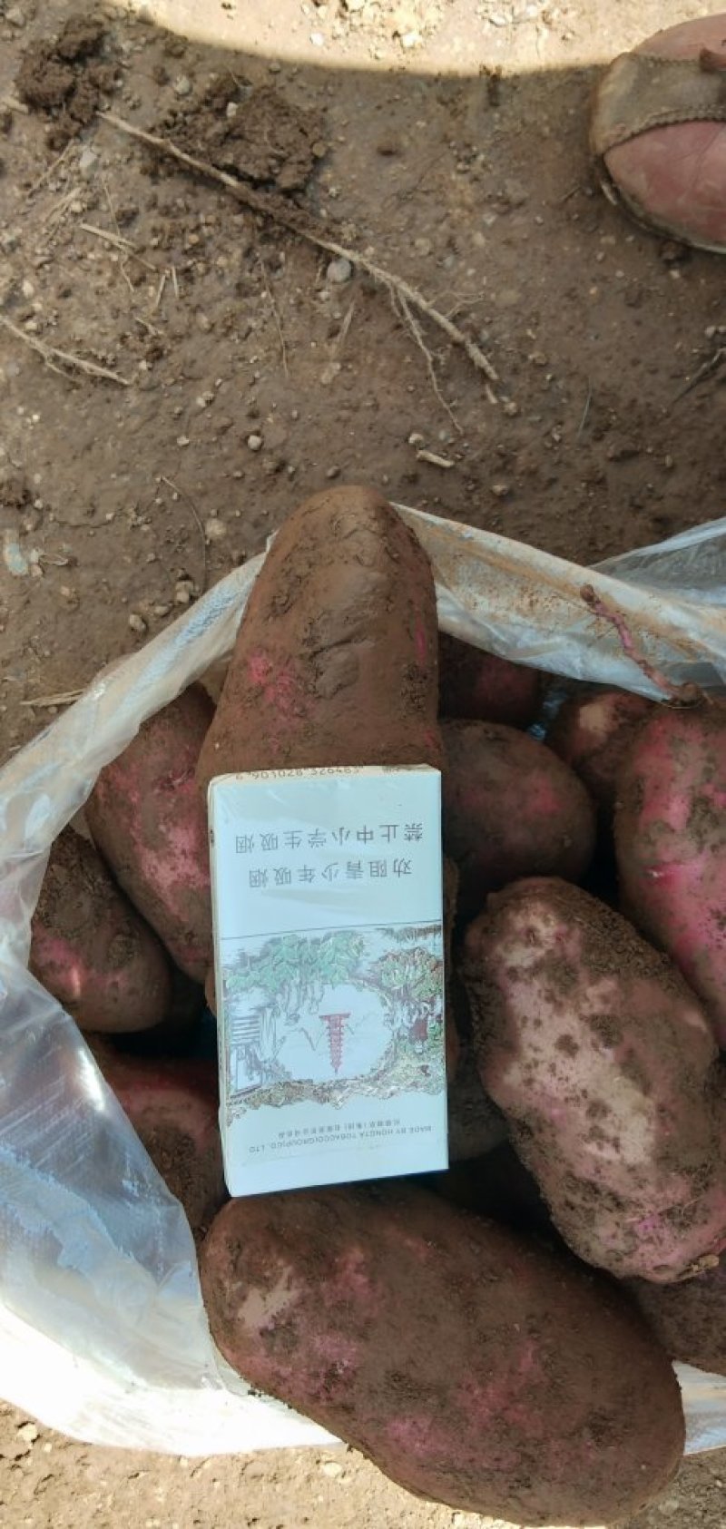 青薯9号老货可做种子云南丽江南溪精品四两以上欢购