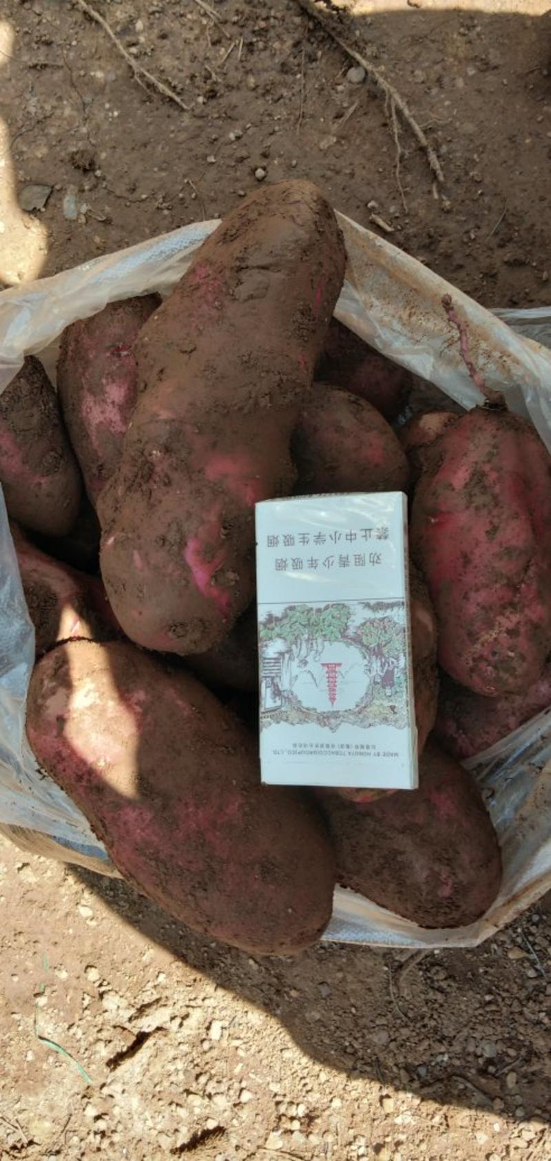 青薯9号老货可做种子云南丽江南溪精品四两以上欢购
