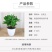 四季常青八方来财鸭脚木室内阳台桌面绿植盆栽花卉发财树苗招