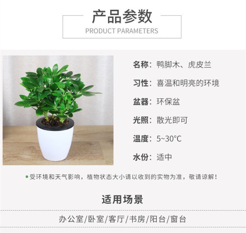 四季常青八方来财鸭脚木室内阳台桌面绿植盆栽花卉发财树苗招