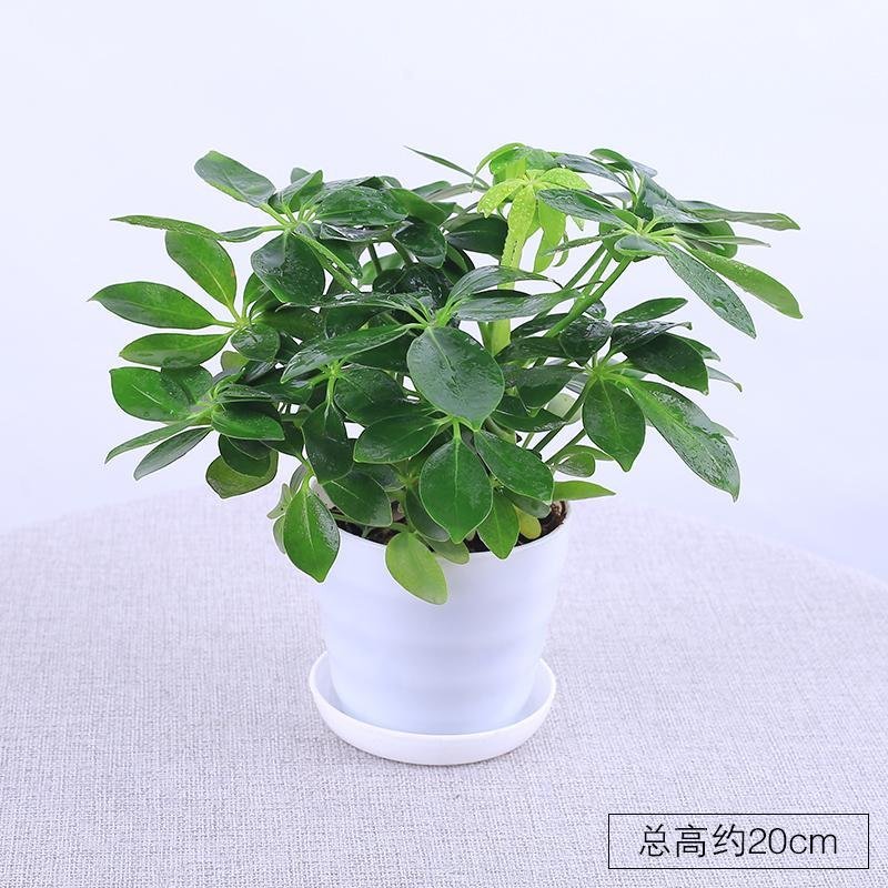 四季常青八方来财鸭脚木室内阳台桌面绿植盆栽花卉发财树苗招