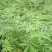 贵州花椒苗本地花椒苗味道麻香