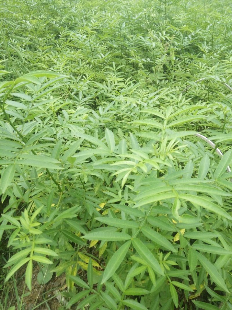 贵州花椒苗本地花椒苗味道麻香