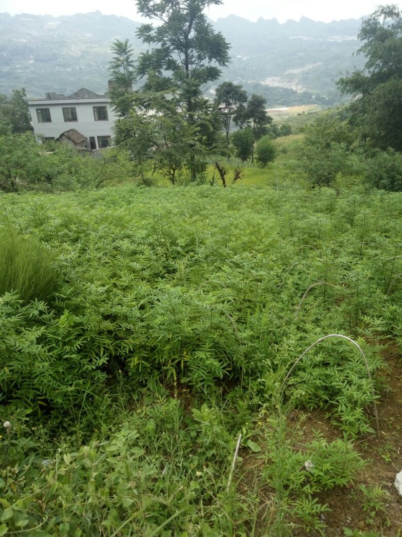 贵州花椒苗本地花椒苗味道麻香