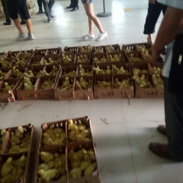 供应大小品种鹅苗