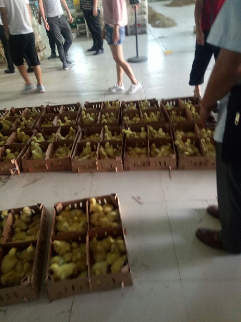 供应大小品种鹅苗