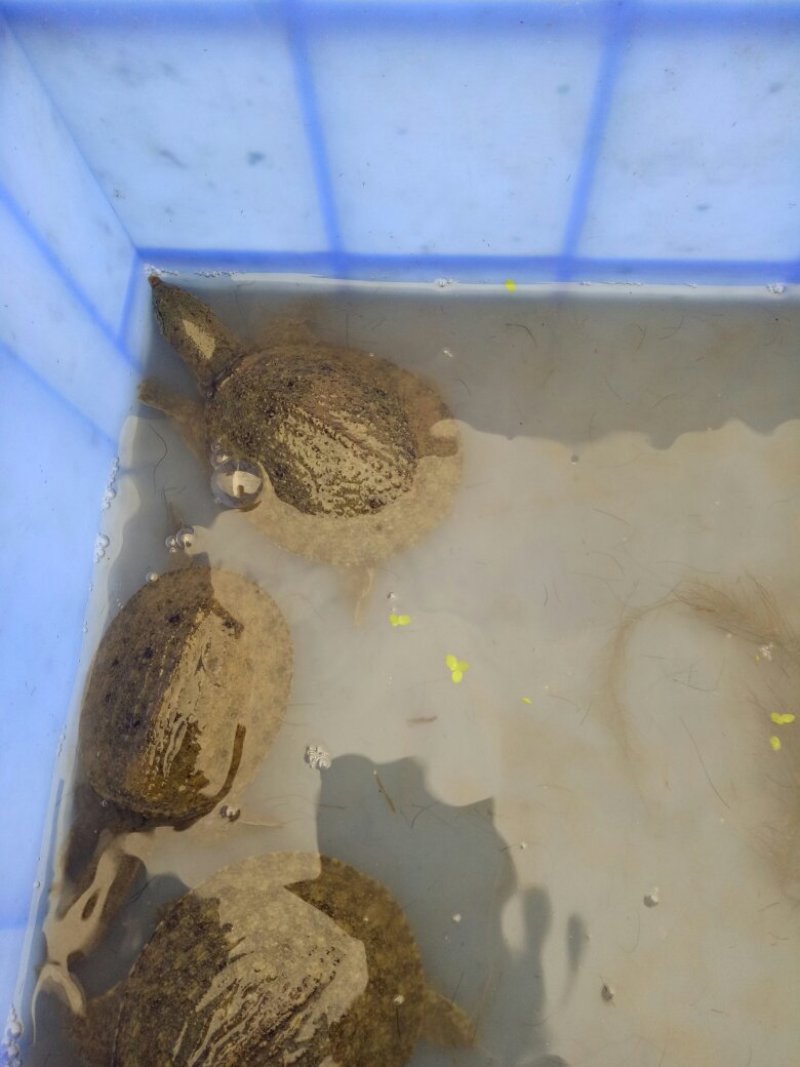 纯正中华鳖
