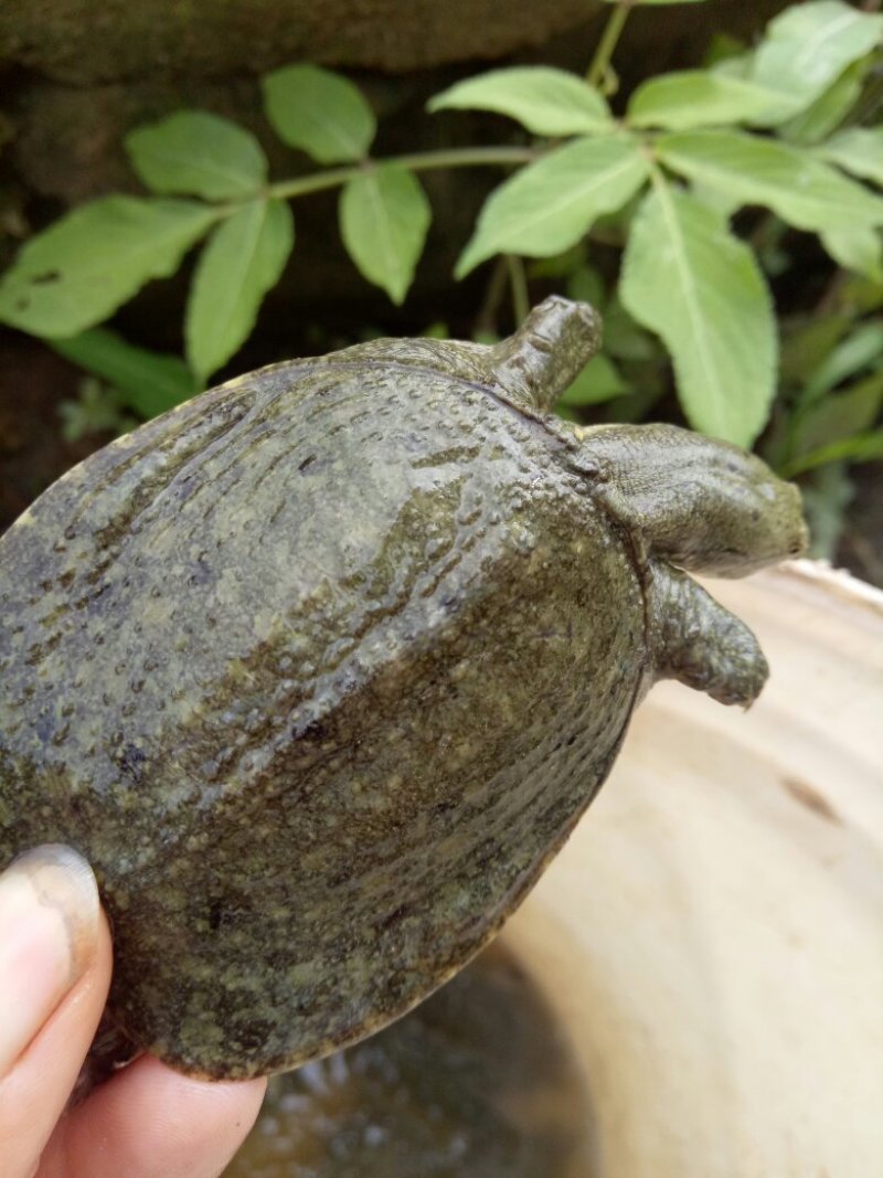 纯正中华鳖