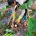 【精品】芋头广西荔浦大芋头香芋产地直发量大价优