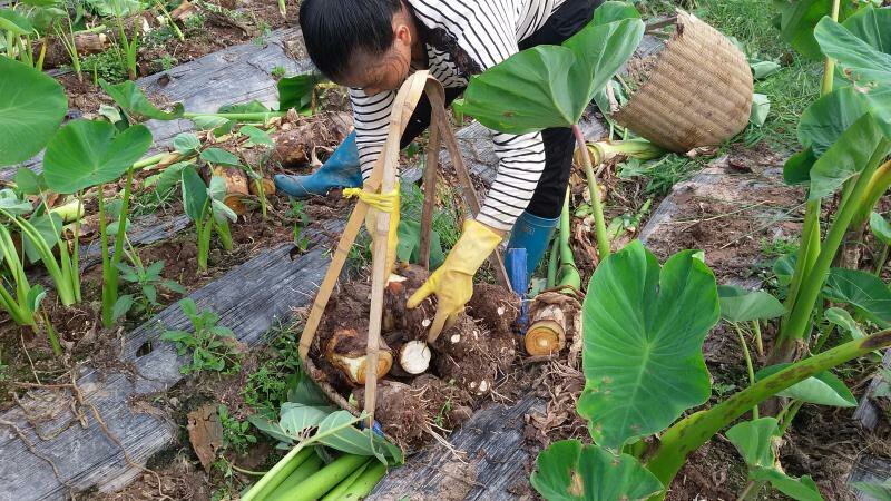【精品】芋头广西荔浦大芋头香芋产地直发量大价优