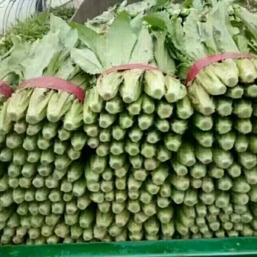 本地精品油麦菜常年一年四季都是新鲜货供货量大质优