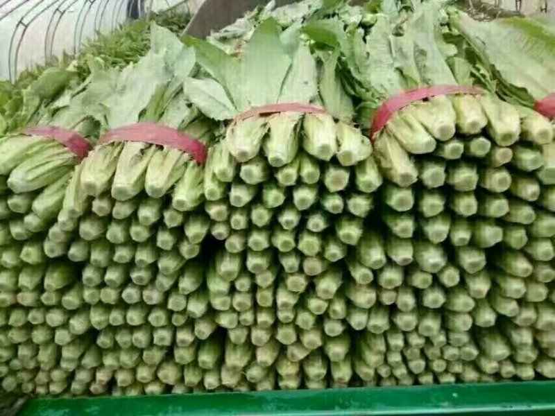 本地精品油麦菜常年一年四季都是新鲜货供货量大质优