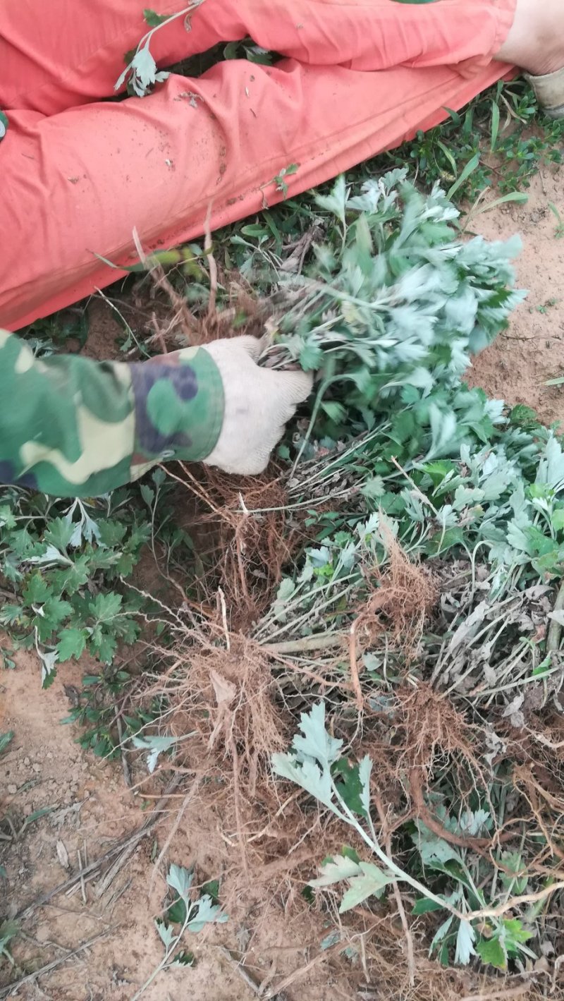 艾绒艾根等艾制品。