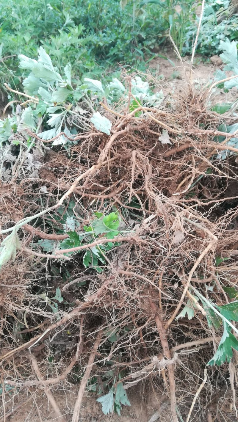 艾绒艾根等艾制品。