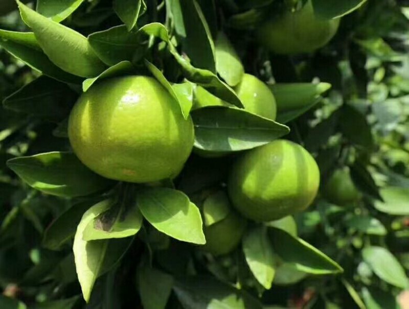 温州蜜橘口感甜，颜色好，产地直销，保质保量