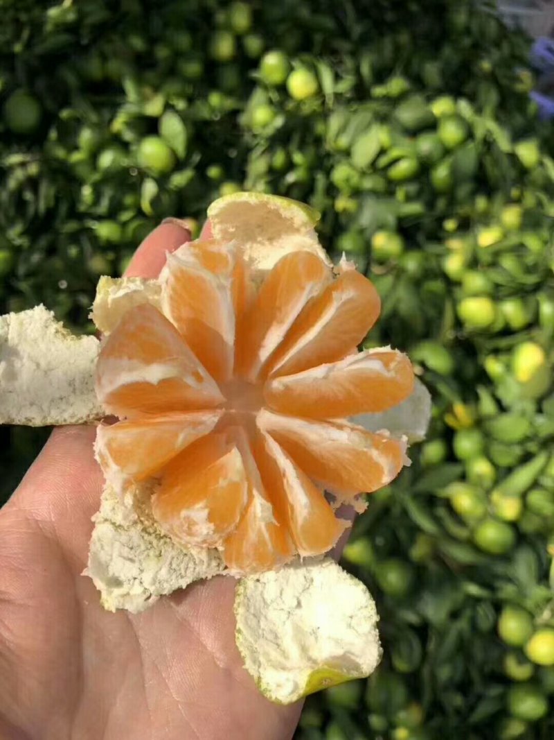 温州蜜橘口感甜，颜色好，产地直销，保质保量