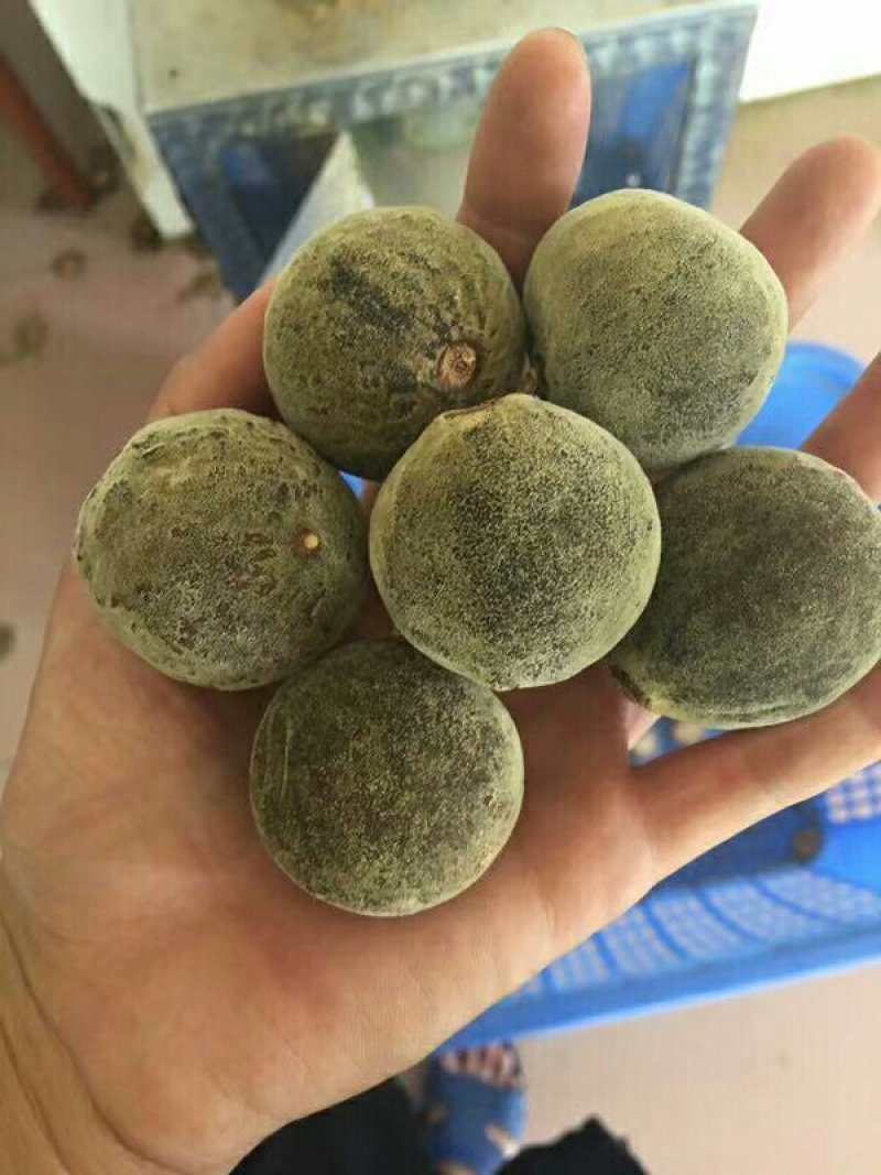 橘红化州产地直供