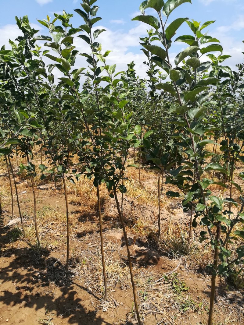 苹果苗山西红富士苹果苗嘎啦苹果苗品种齐全货量充足