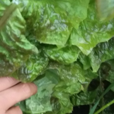 红莴笋