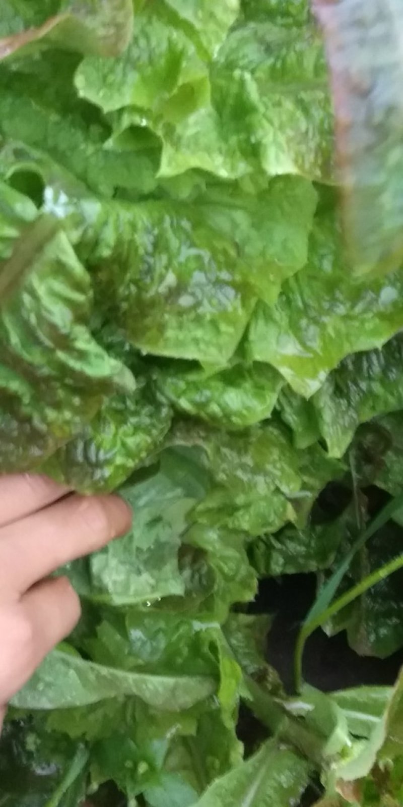 红莴笋