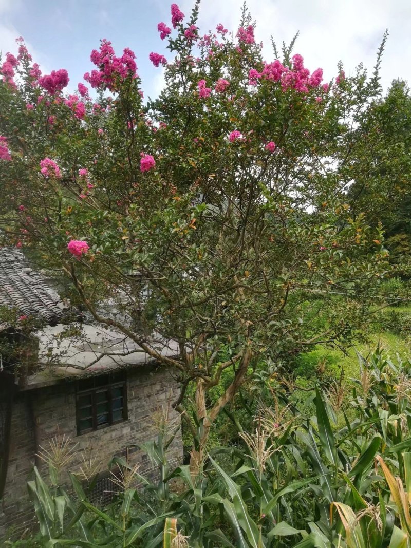 原生红花紫薇