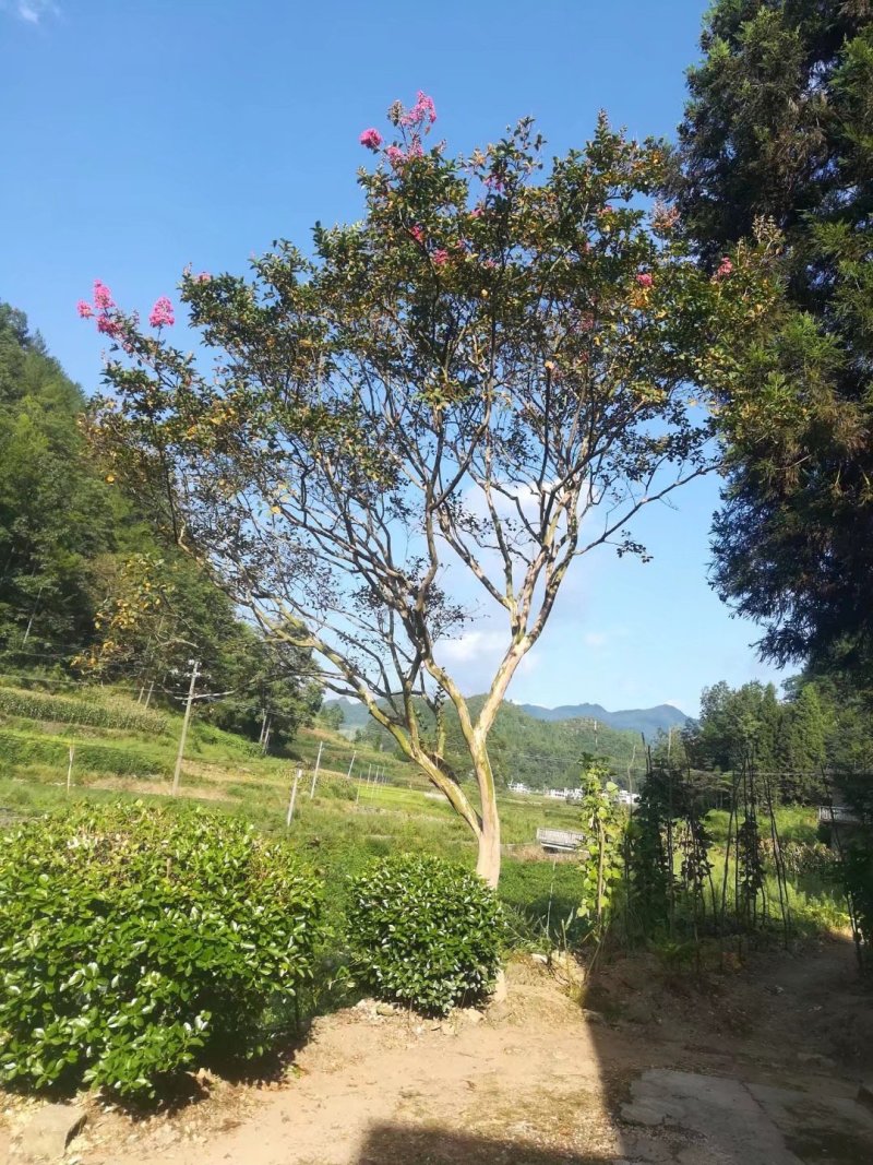 原生红花紫薇
