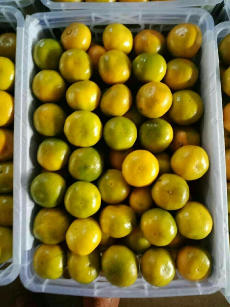 温州蜜橘口感甜，颜色好，产地直销，保质保量