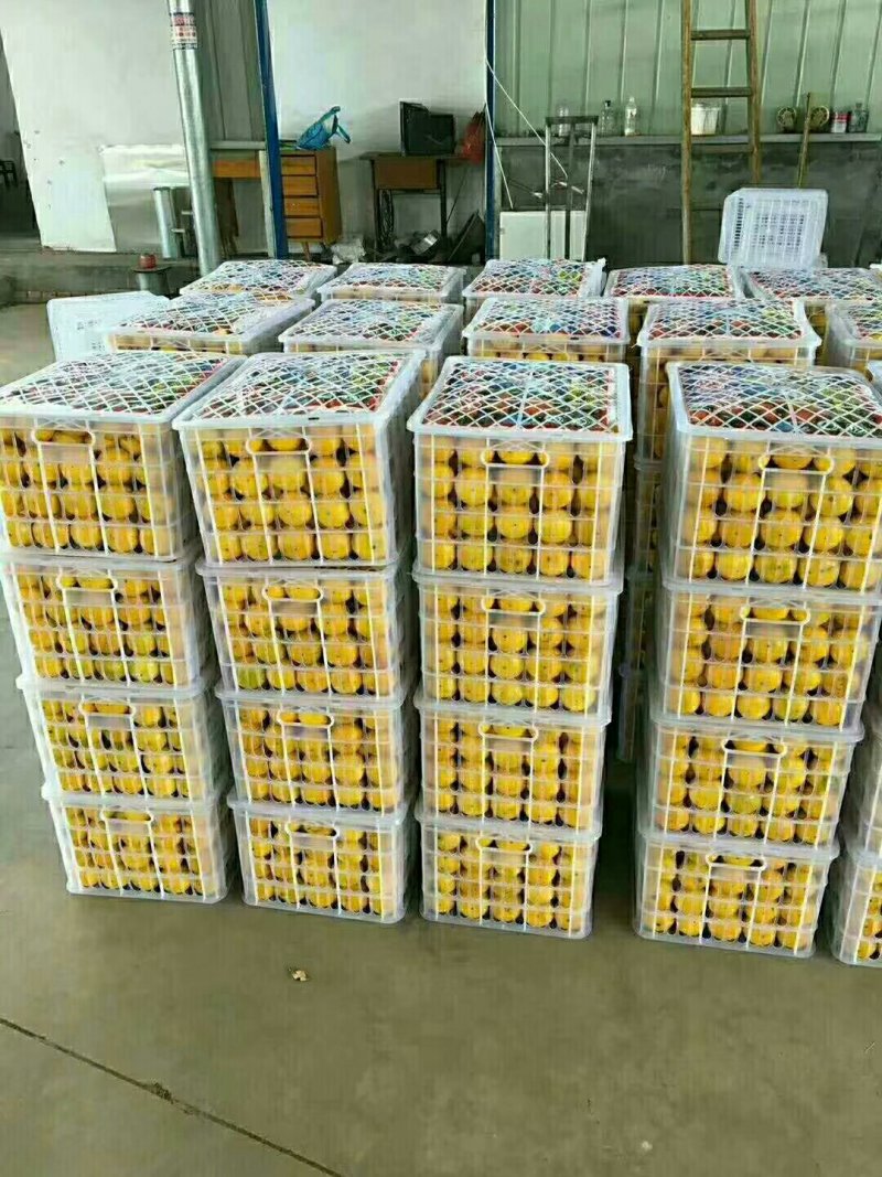 温州蜜橘口感甜，颜色好，产地直销，保质保量