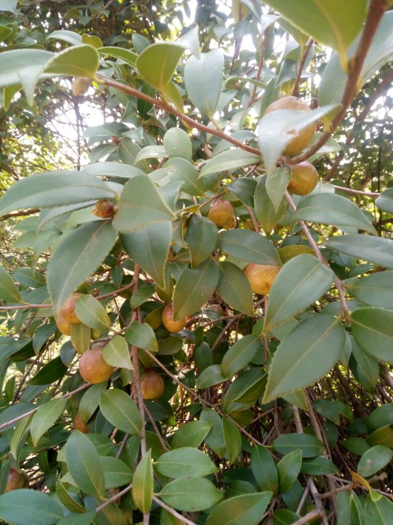 油茶籽上市了，保证质量，各位老板来看货，合作共赢。