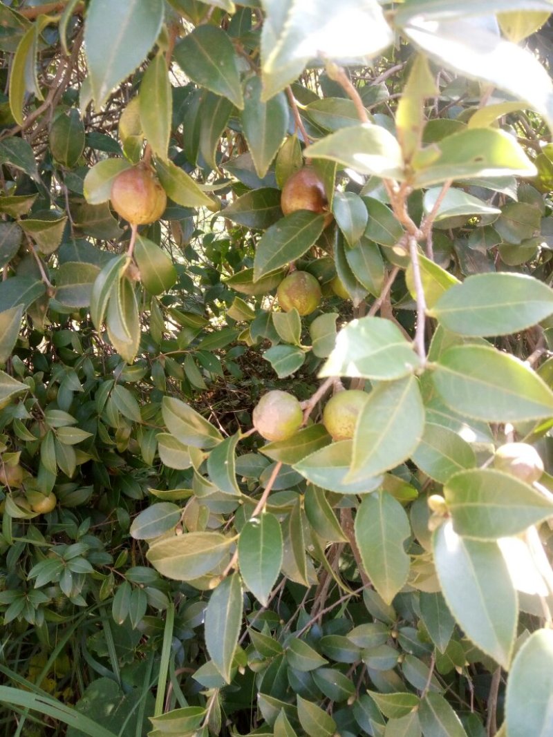 油茶籽上市了，保证质量，各位老板来看货，合作共赢。