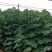 优质泡桐，高度4米以上