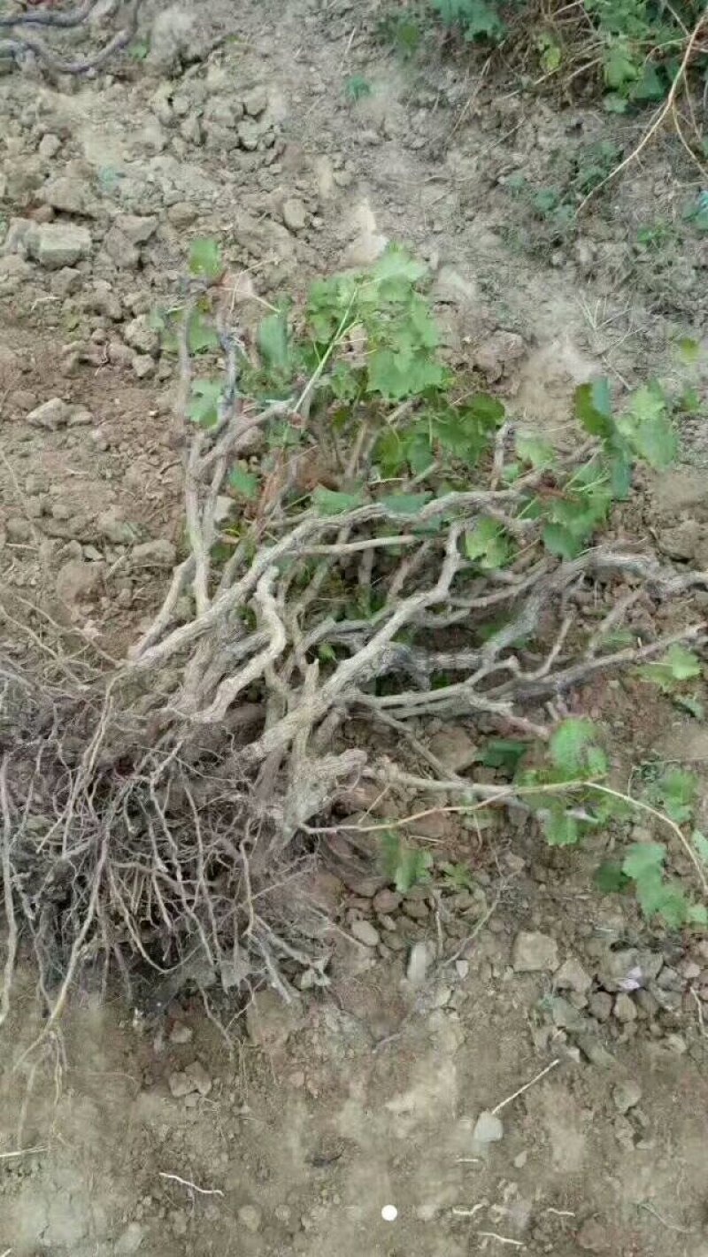葡萄苗