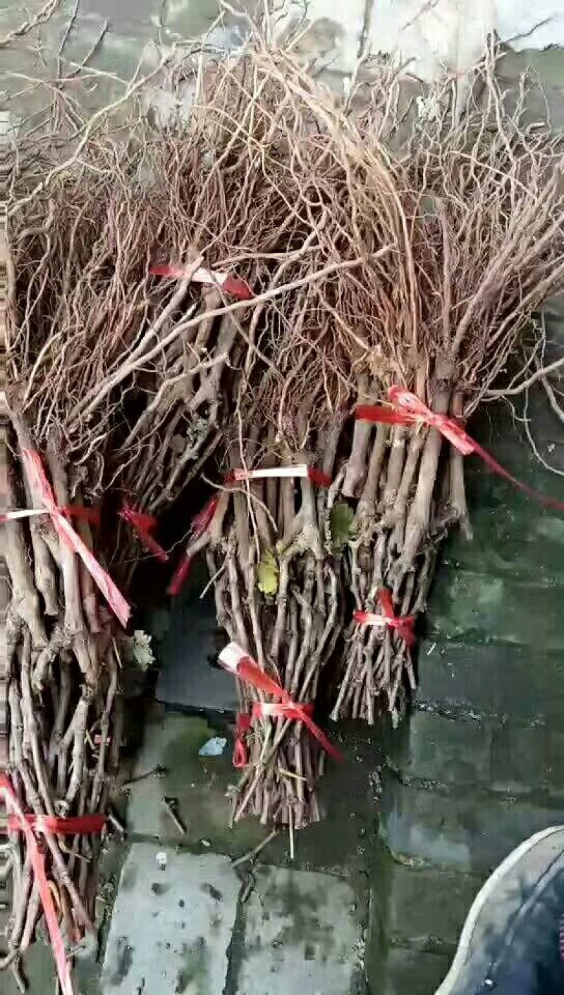 葡萄苗