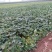 大量商薯19