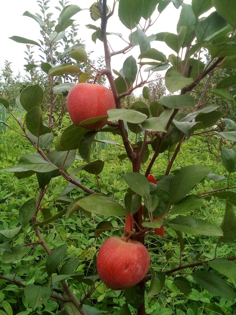 红肉苹果苗自家嫁接的树苗品种保纯