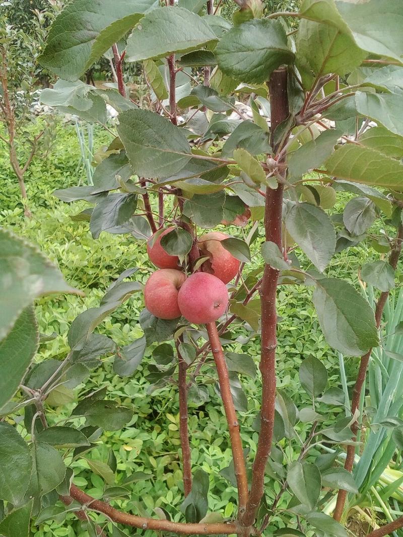 红肉苹果苗自家嫁接的树苗品种保纯
