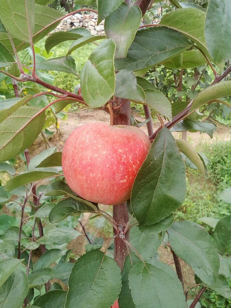 红肉苹果苗自家嫁接的树苗品种保纯