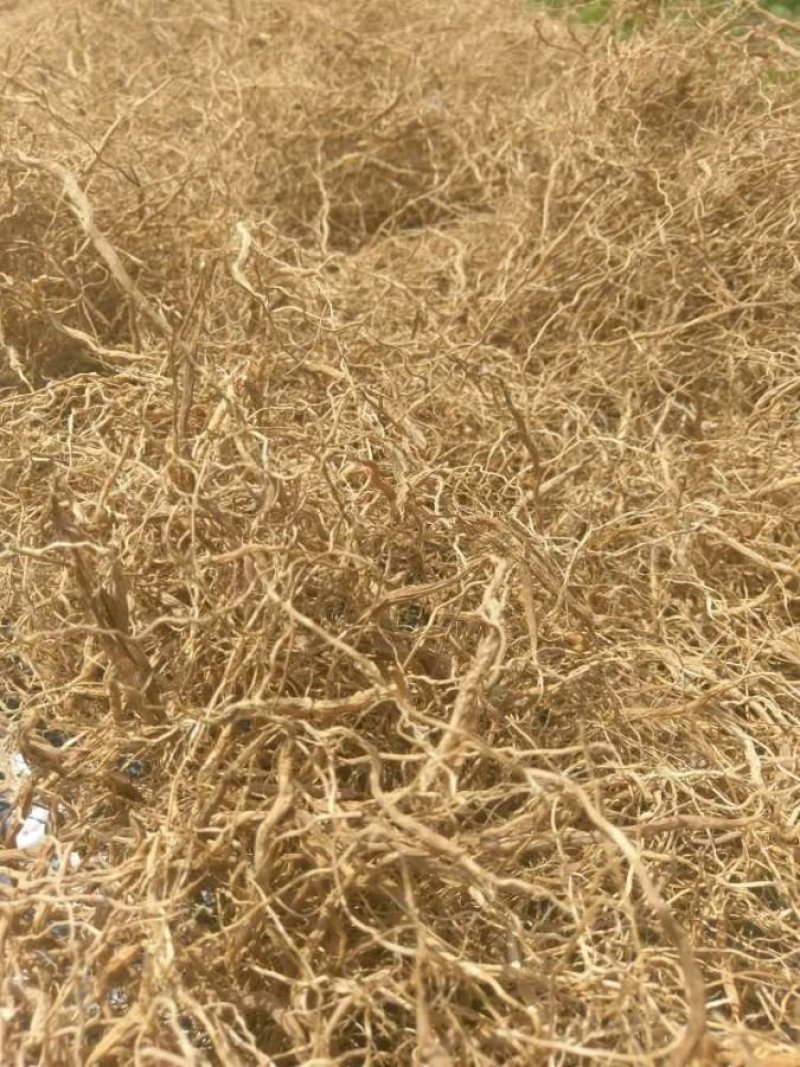 当季现采淡竹叶纯根部淡竹叶根山鸡米竹叶麦冬
