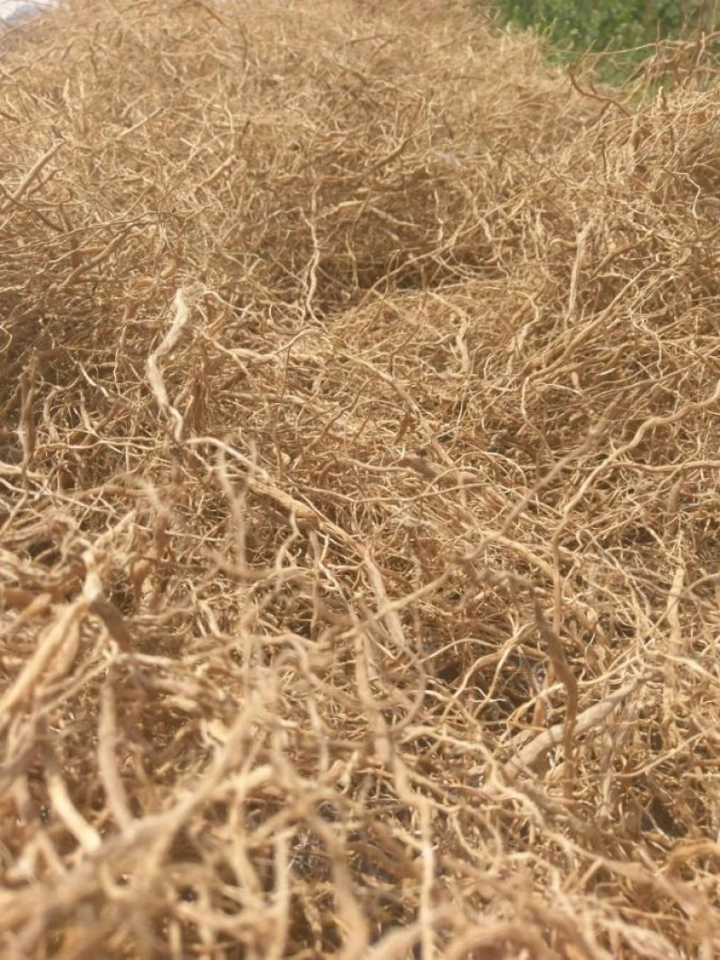 当季现采淡竹叶纯根部淡竹叶根山鸡米竹叶麦冬