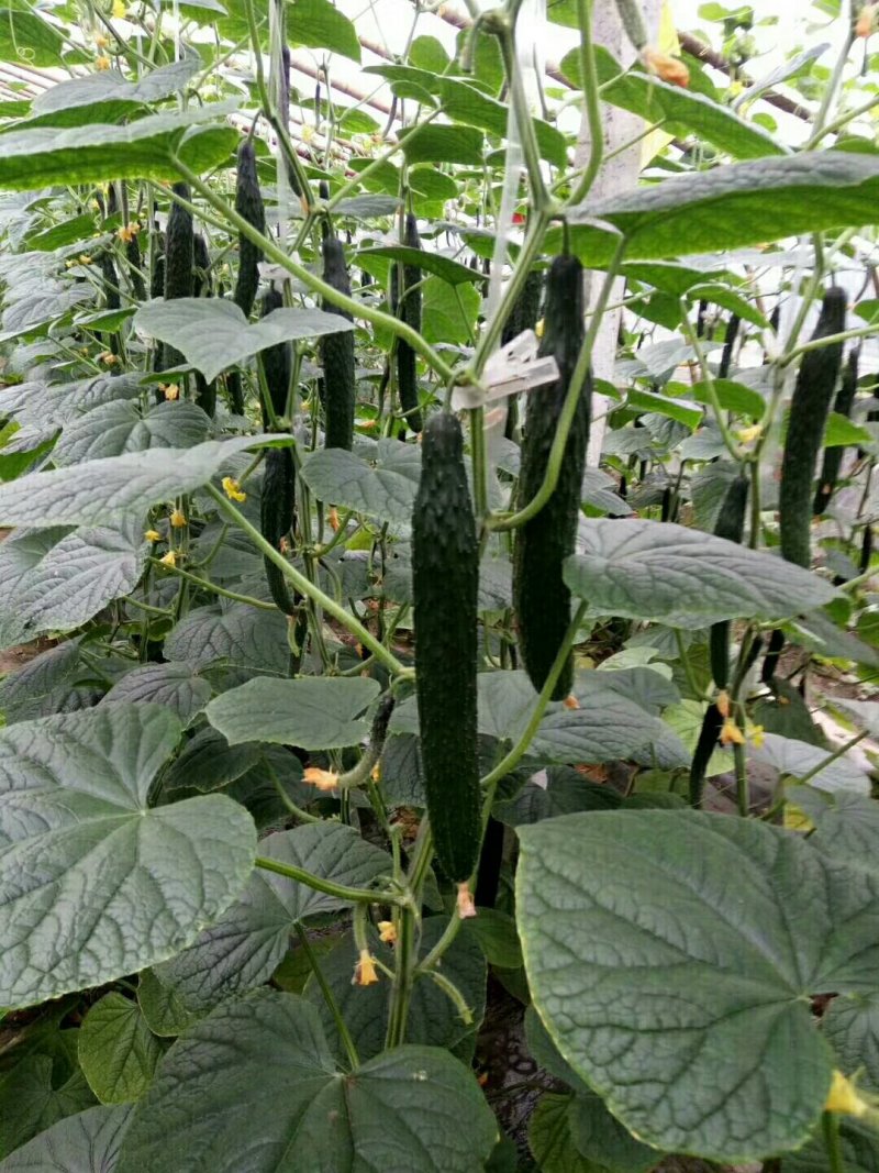 优质黄瓜
