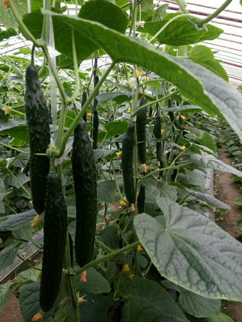 优质黄瓜